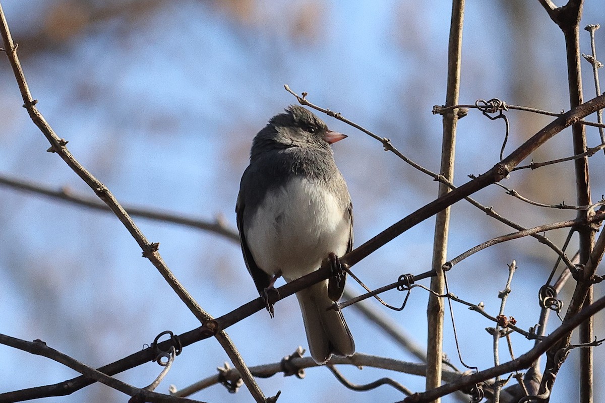 Dark-eyed Junco - ML646809394