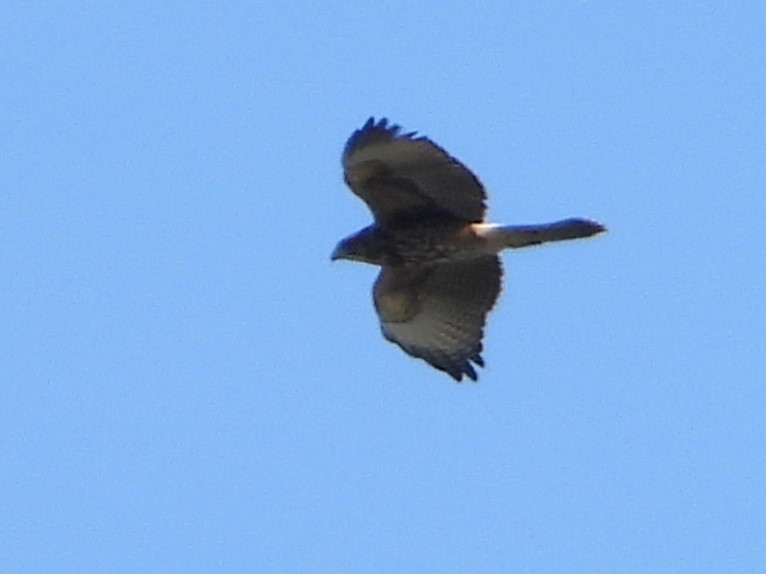 Poiana di Harris - ML646809395