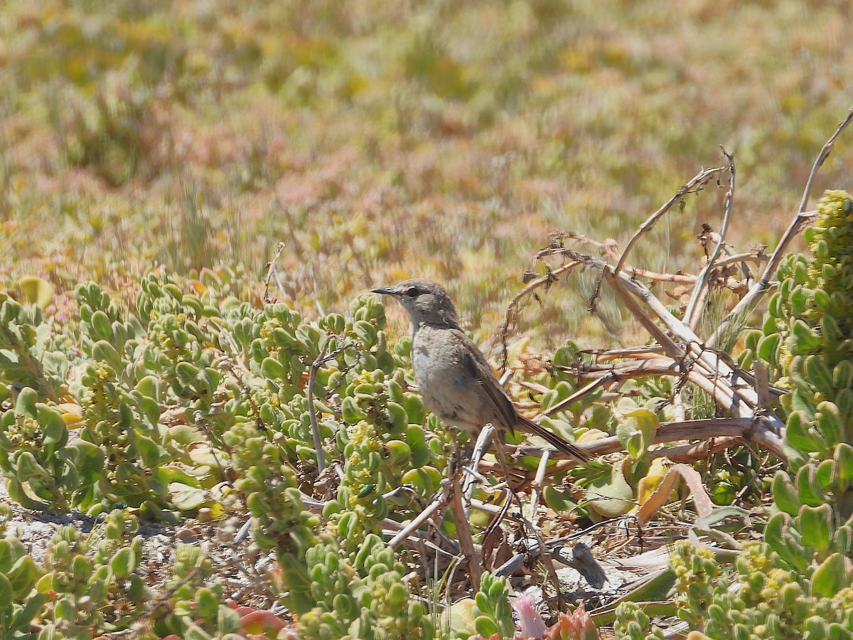 Голосистый тугайный соловей - ML646809396
