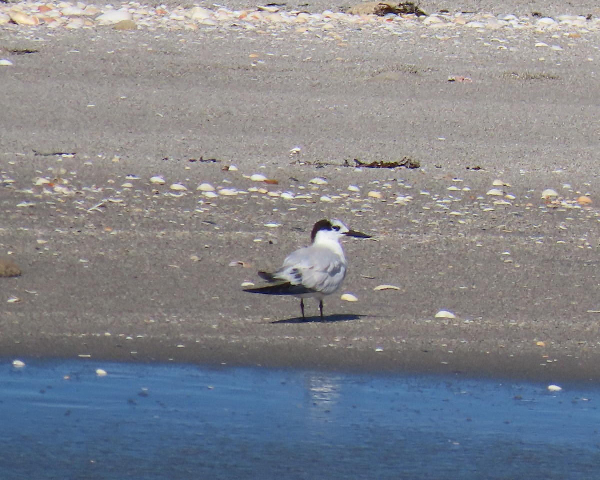 Пестроносая крачка - ML646809399