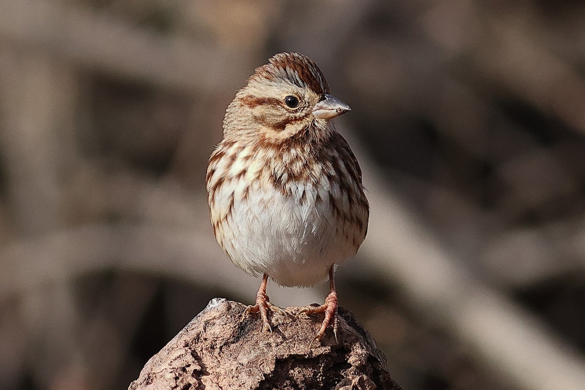 Song Sparrow - ML646809400