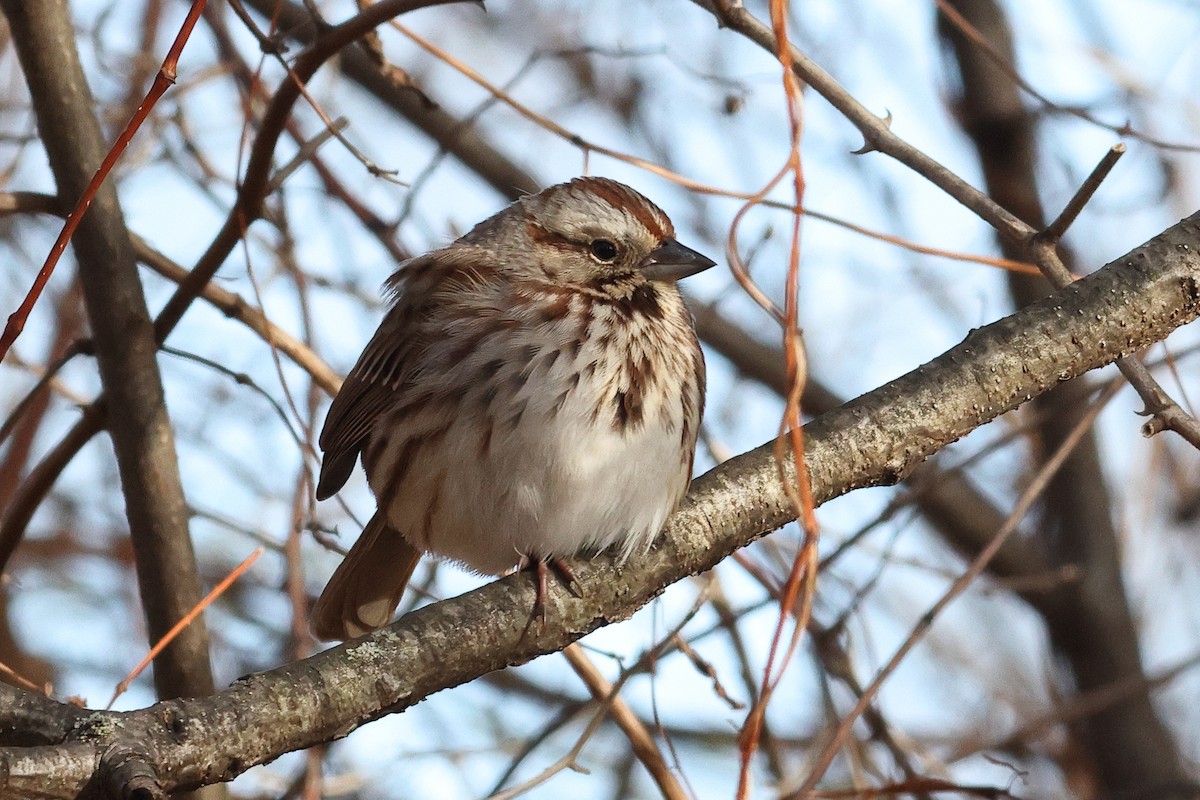 Song Sparrow - ML646809401
