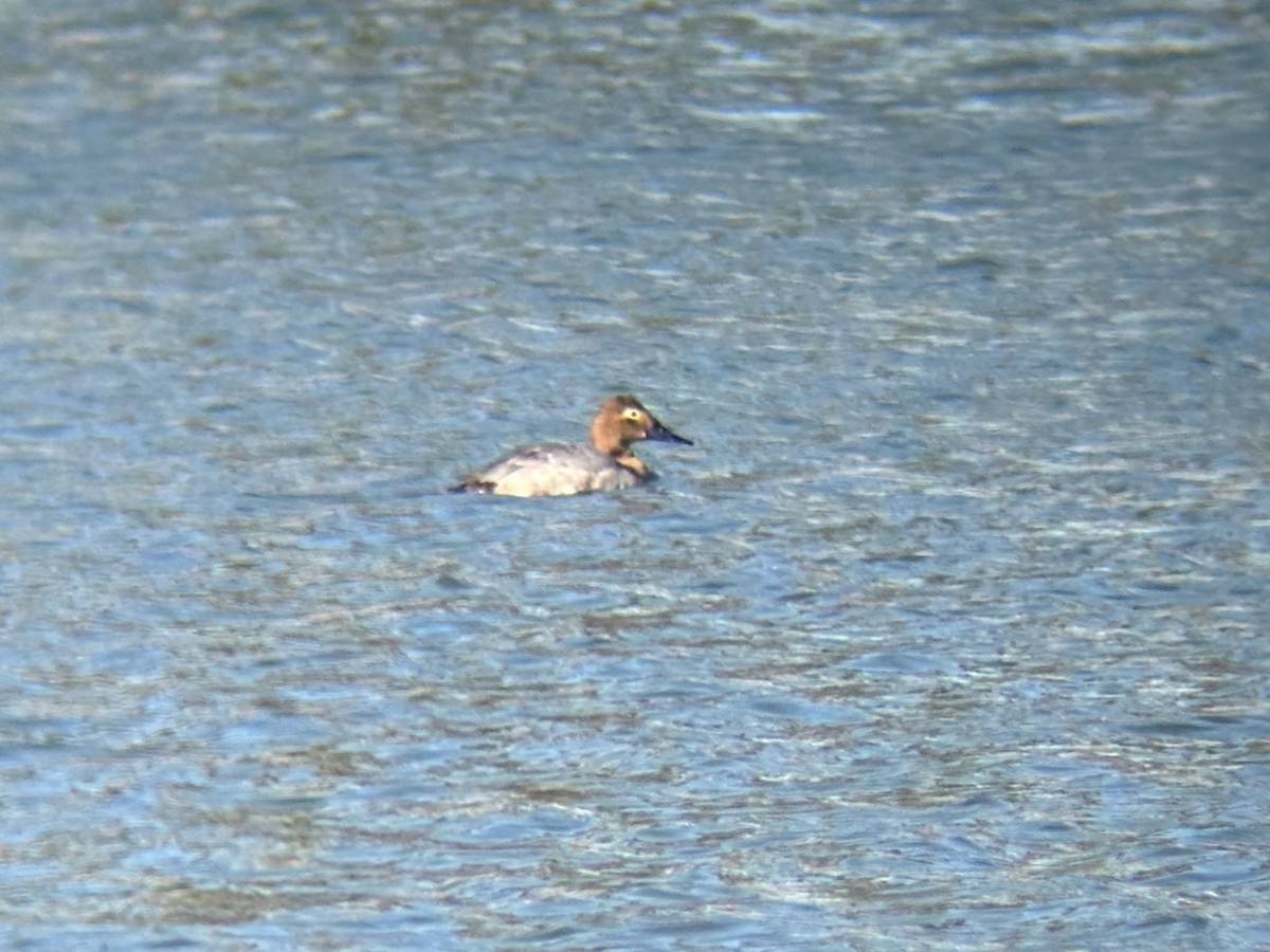 Canvasback - ML646809402