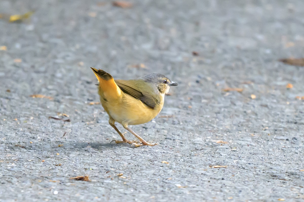 Kuyruk Kakan Ötleğen - ML646809404