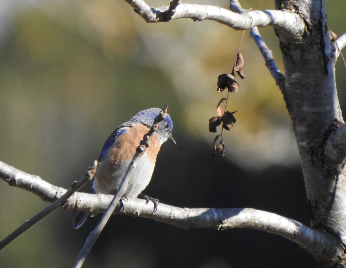 Western Bluebird - ML646809405
