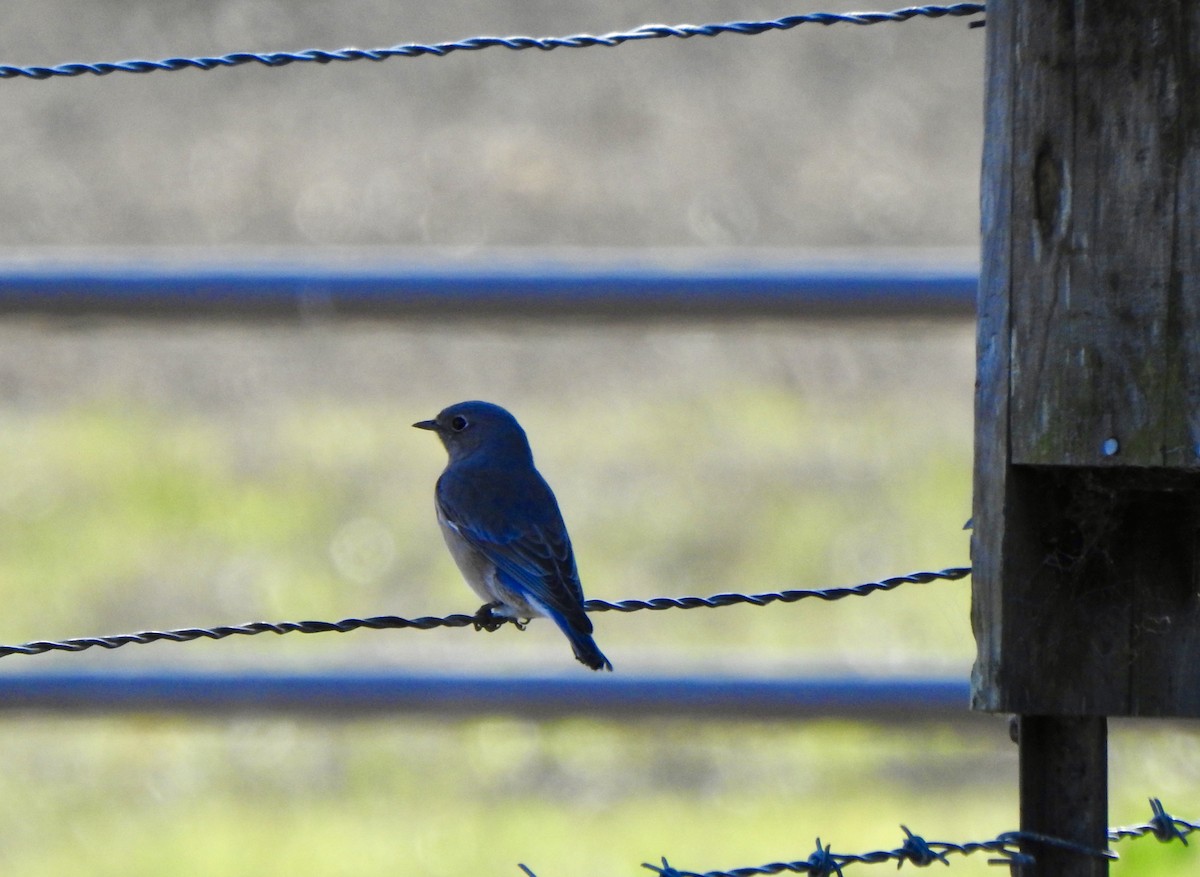 Western Bluebird - ML646809407