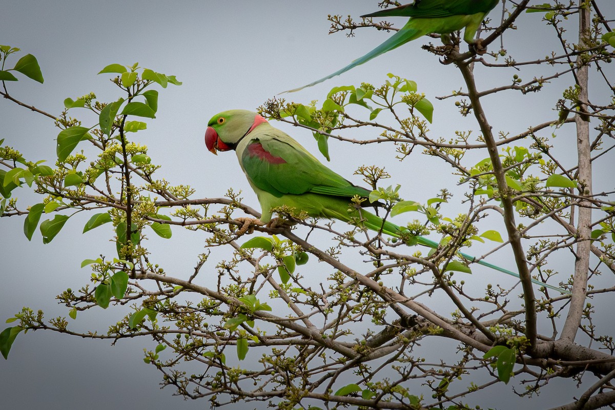 Alexandrine Parakeet - ML646809408