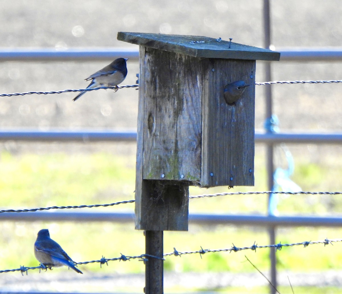 Western Bluebird - ML646809409