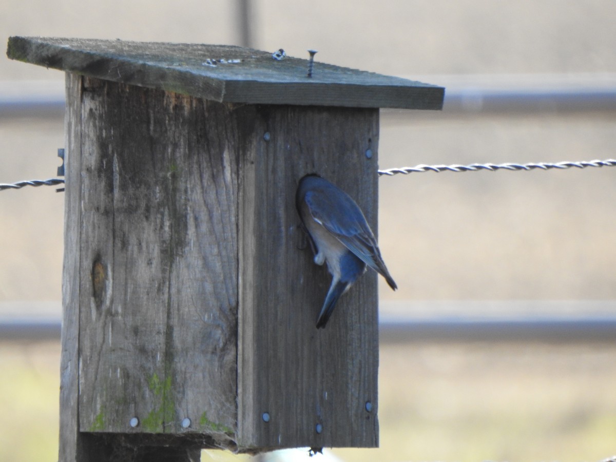 Western Bluebird - ML646809410