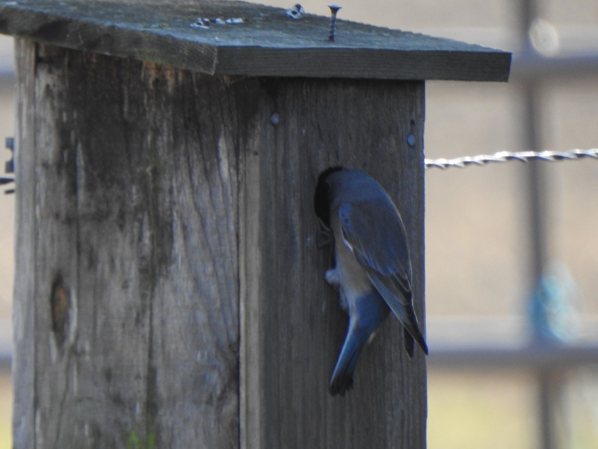 Western Bluebird - ML646809411