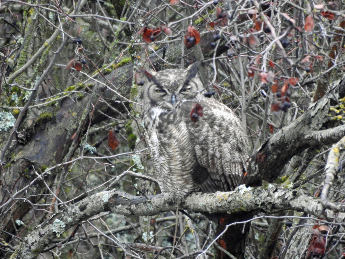 Great Horned Owl - ML646809412