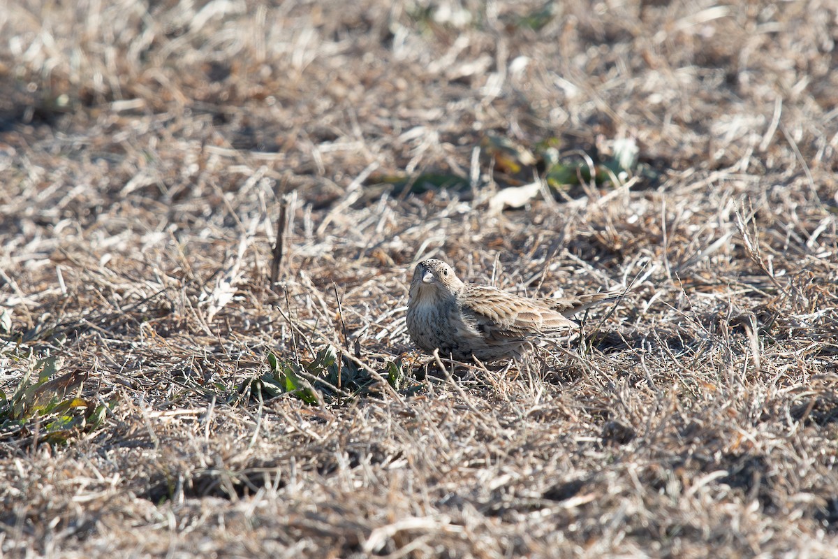 Украшенный подорожник - ML646809413