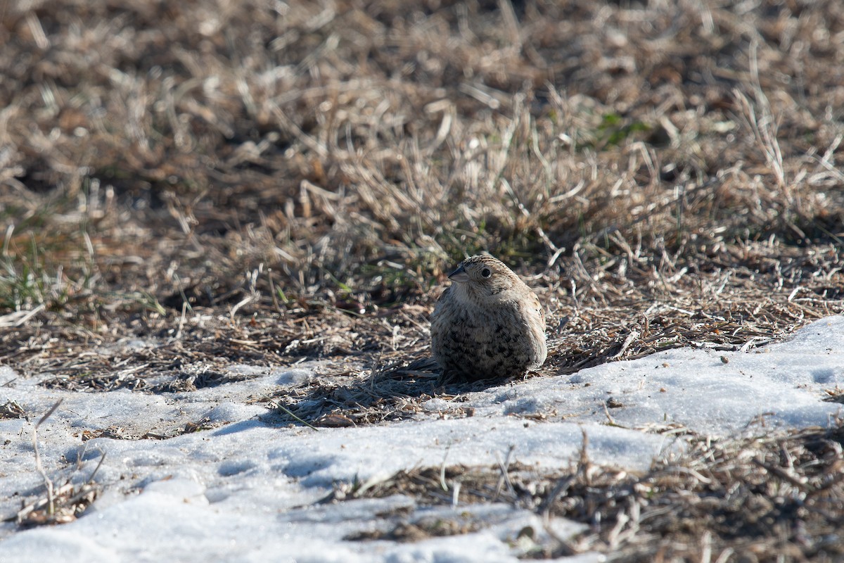 Украшенный подорожник - ML646809414