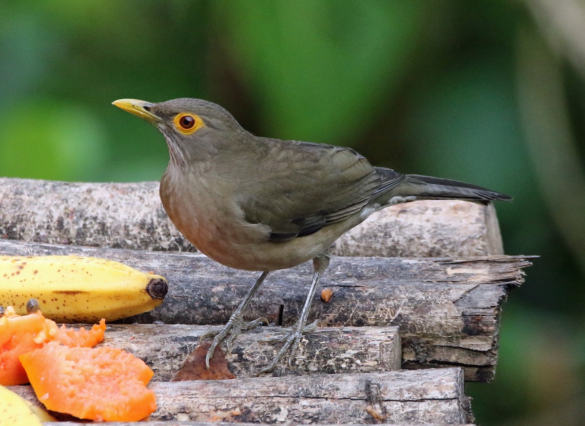 Nacktaugendrossel - ML646809415