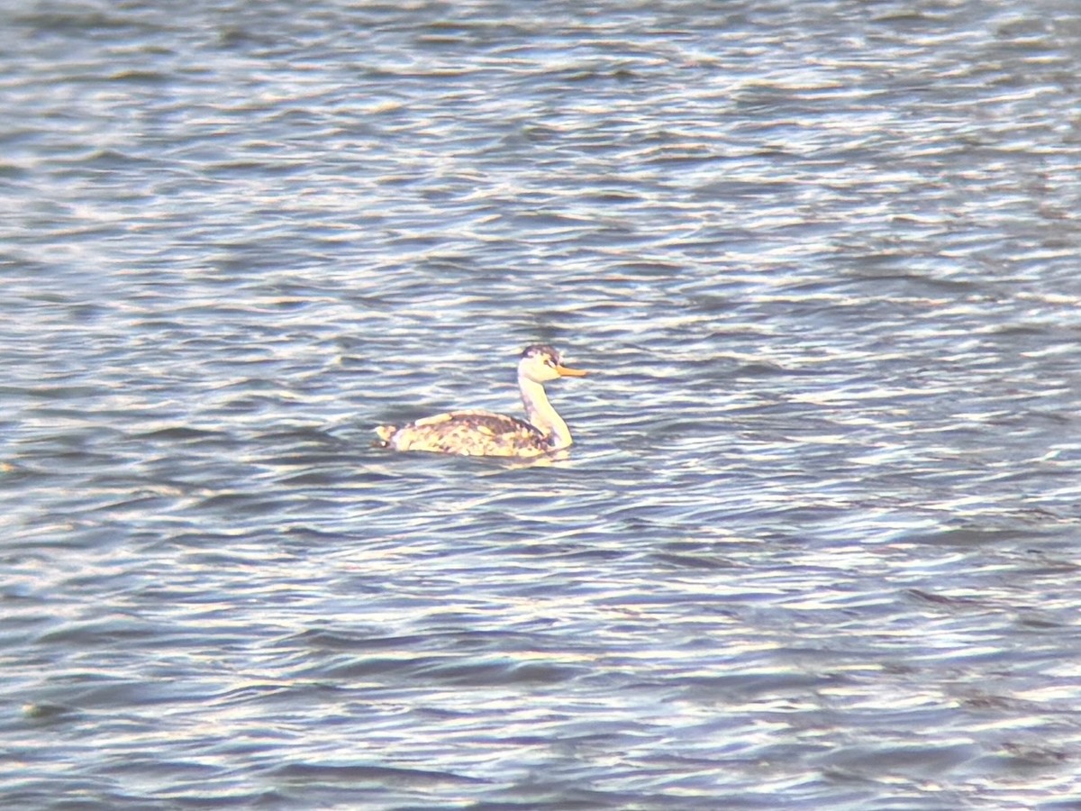 Clark's Grebe - ML646809417