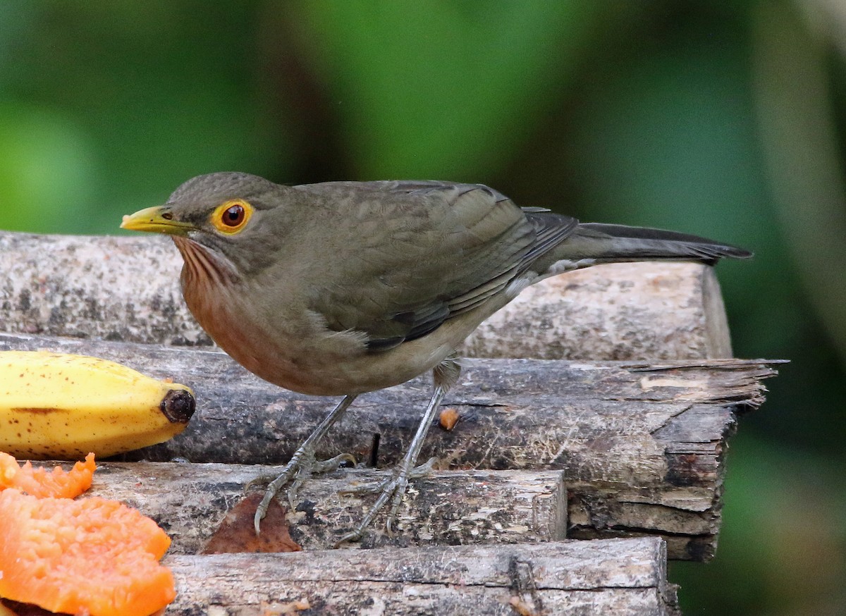 Nacktaugendrossel - ML646809419