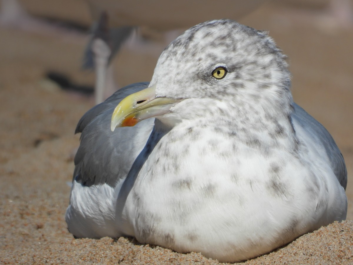 Gaviota Argéntea Americana - ML646809420