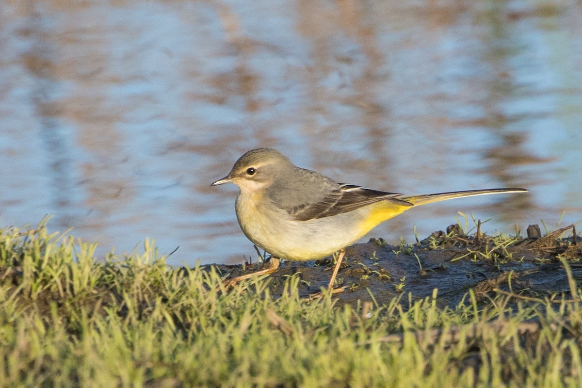 Ballerina gialla - ML646809422