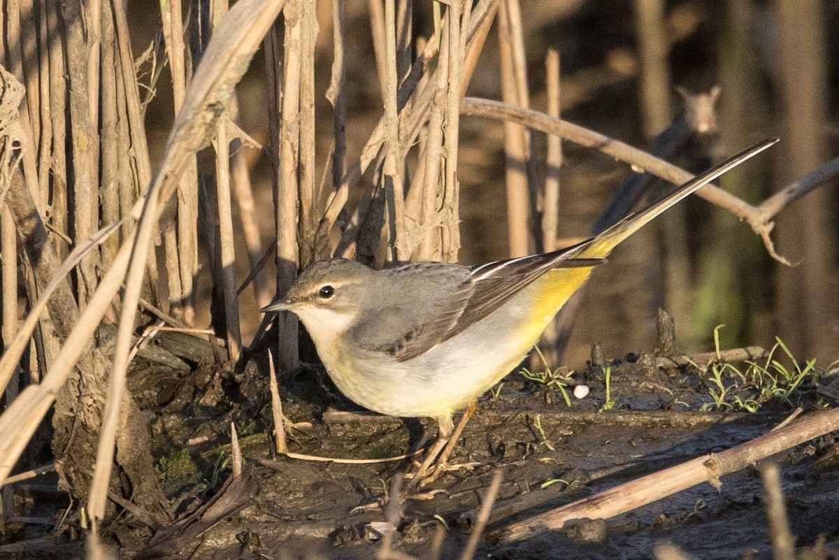 Ballerina gialla - ML646809423