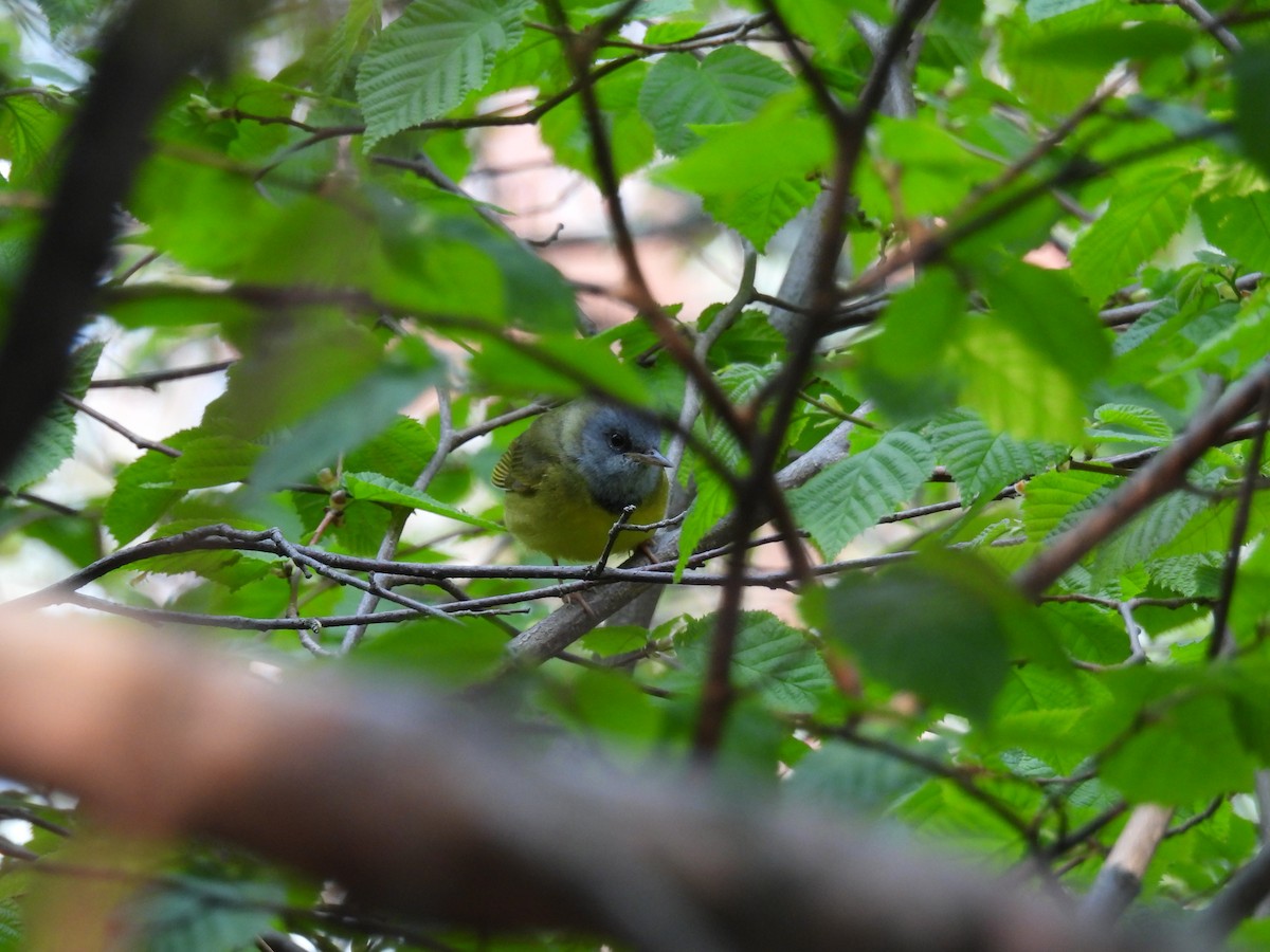 Mourning Warbler - ML646809424