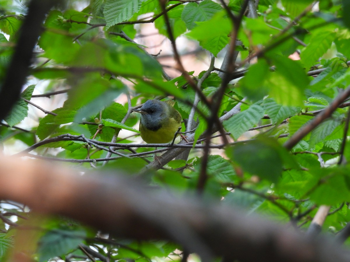 Mourning Warbler - ML646809426