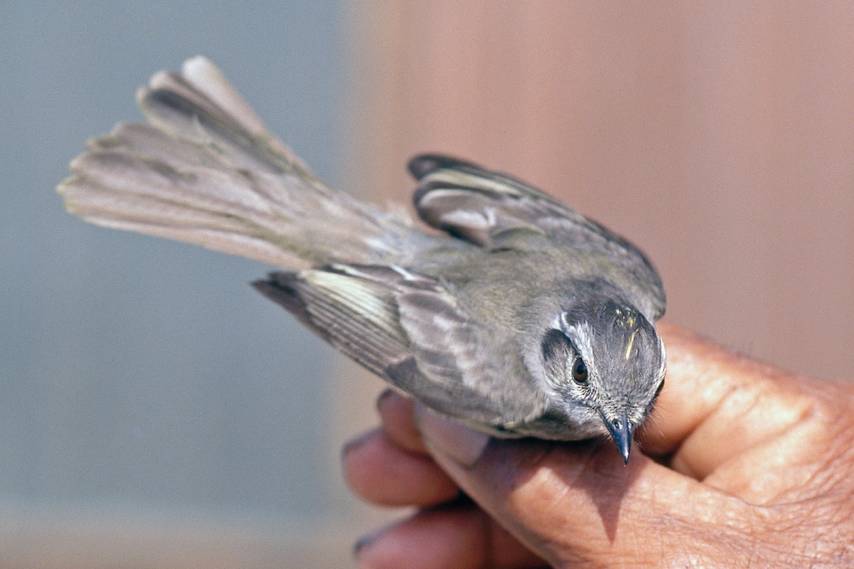 Pacific Elaenia - ML646809427