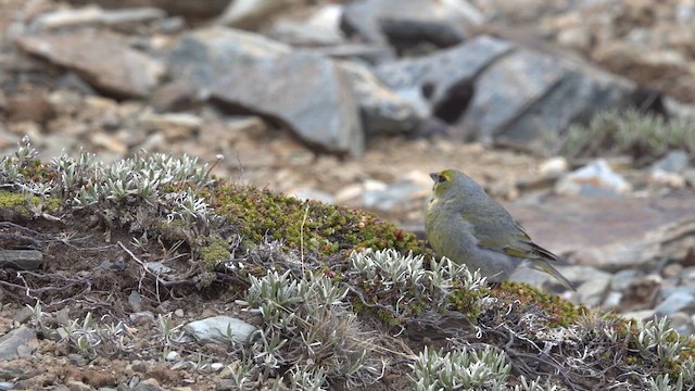 Yellow-bridled Finch - ML646809430
