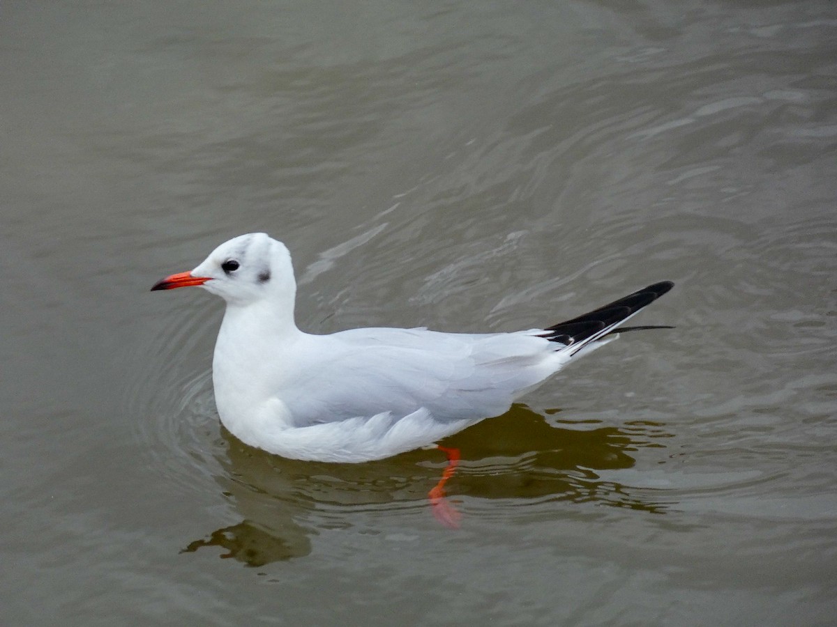 Хүрэн толгойт цахлай - ML646809431