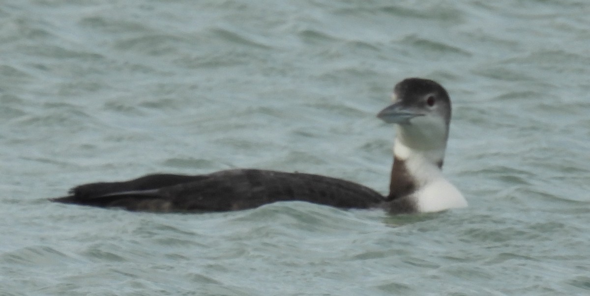 Aliota handia - ML646809432