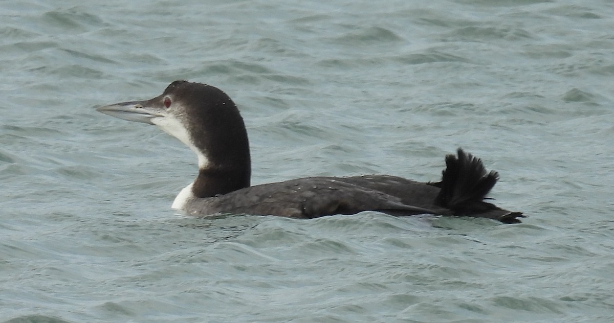 Aliota handia - ML646809433