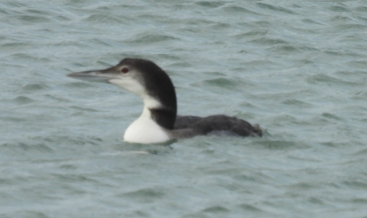 Aliota handia - ML646809434