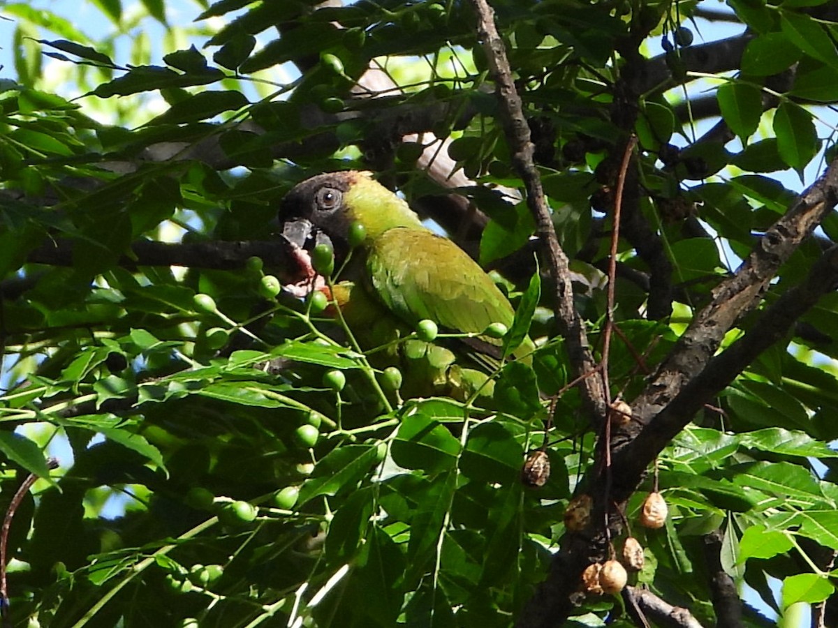 Nandaysittich - ML646809435