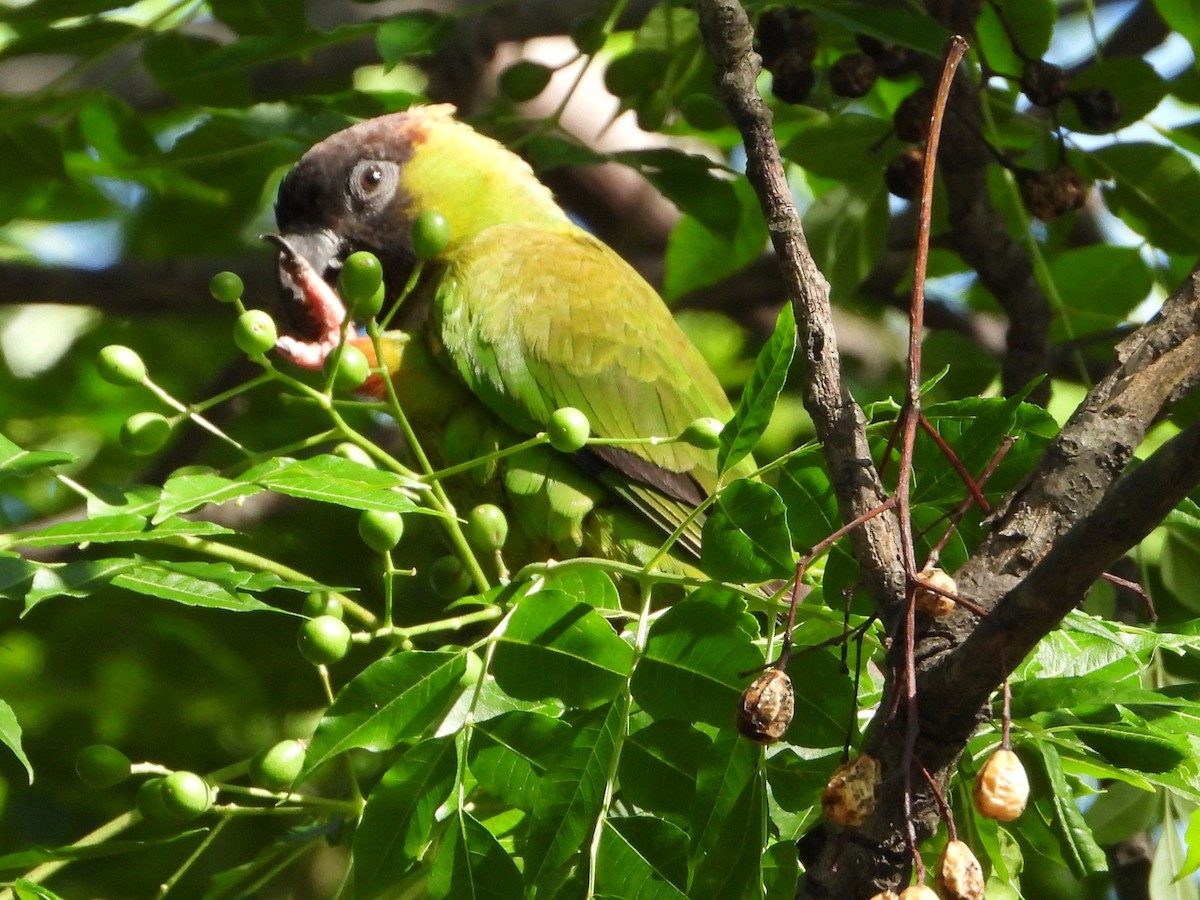 Nandaysittich - ML646809436