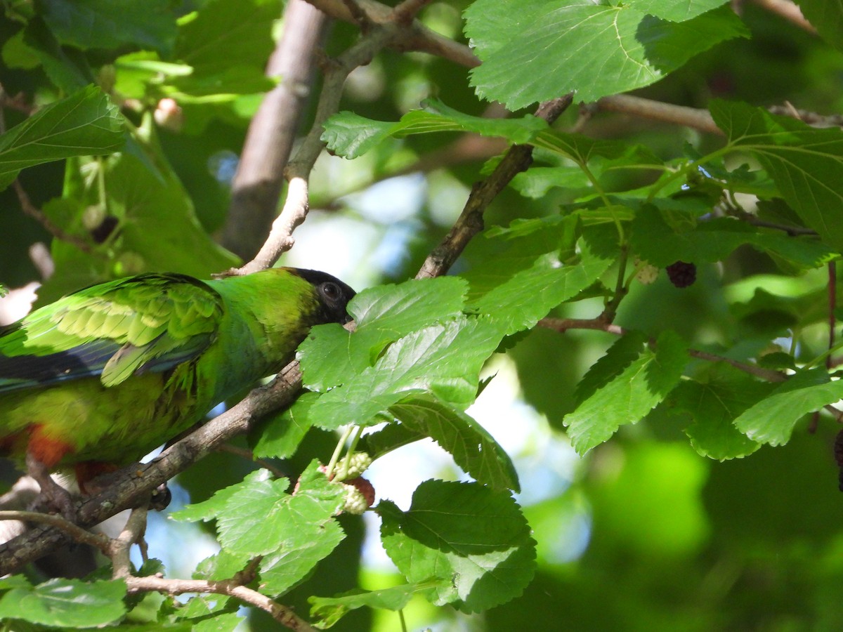 Nandaysittich - ML646809437