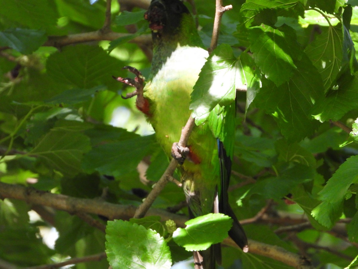 Nandaysittich - ML646809438