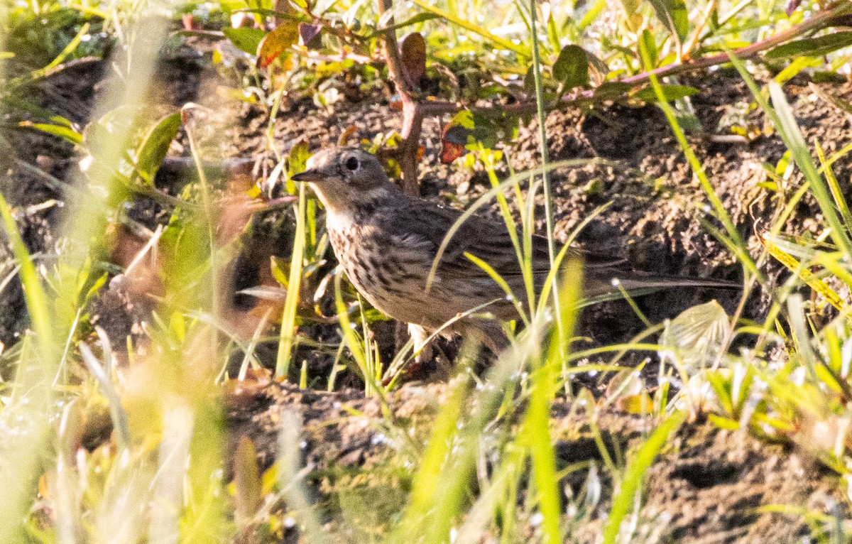 American Pipit - ML646809439