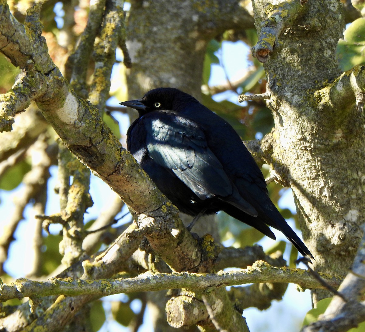Brewer's Blackbird - ML646809441