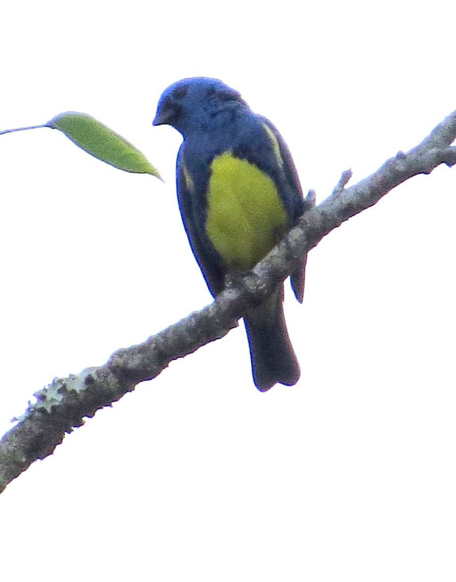 Calliste diable-enrhumé - ML646809443