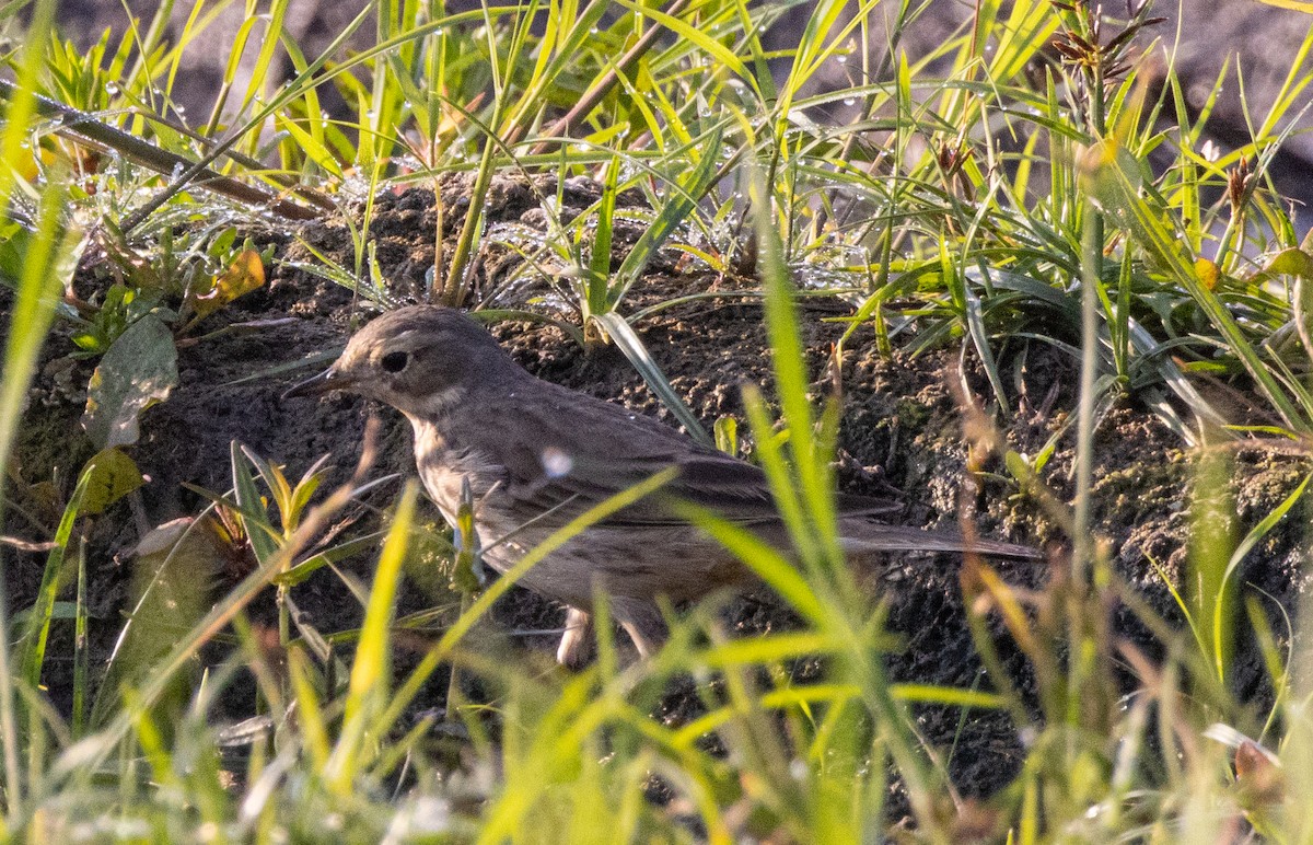 American Pipit - ML646809444