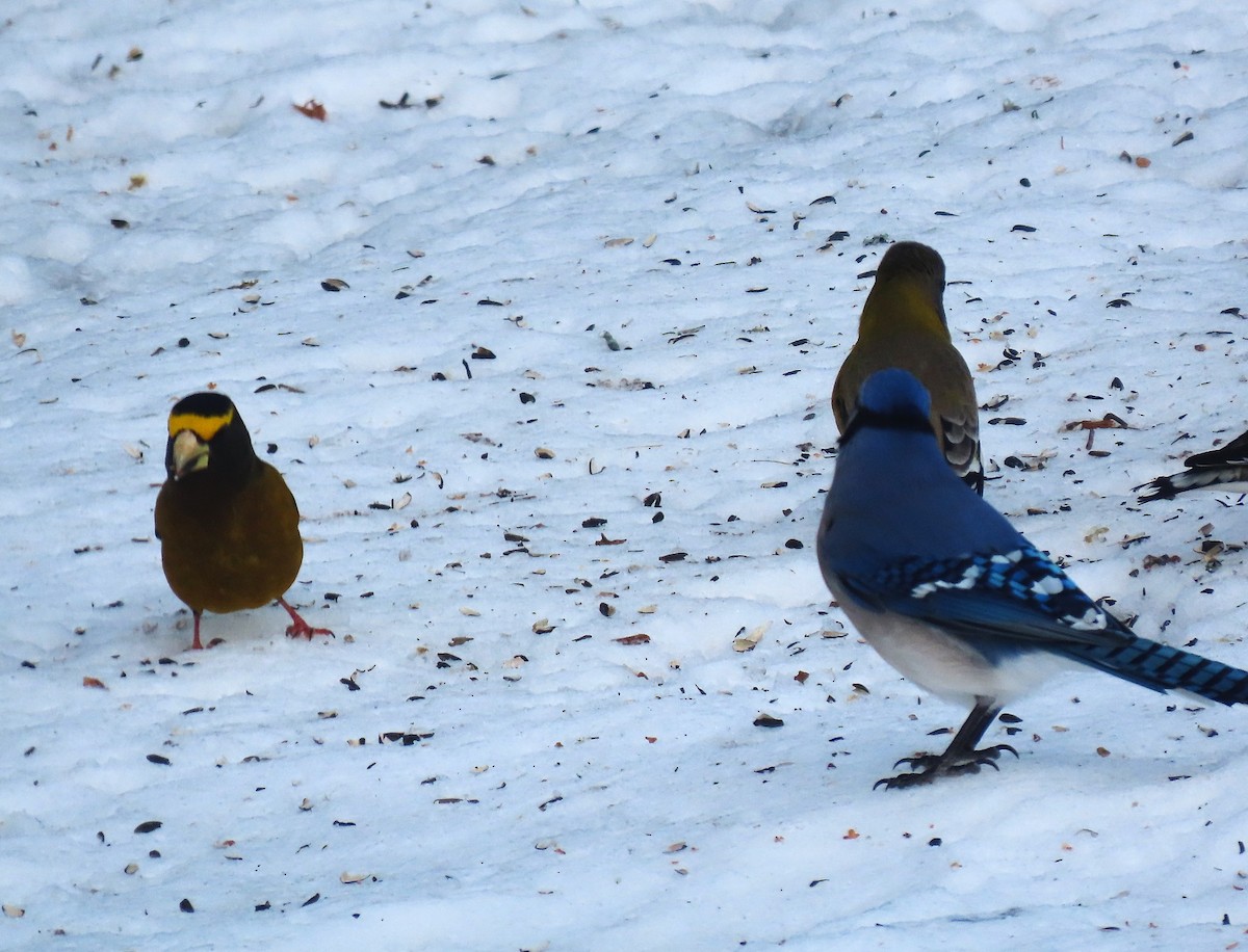 Blue Jay - ML646809448