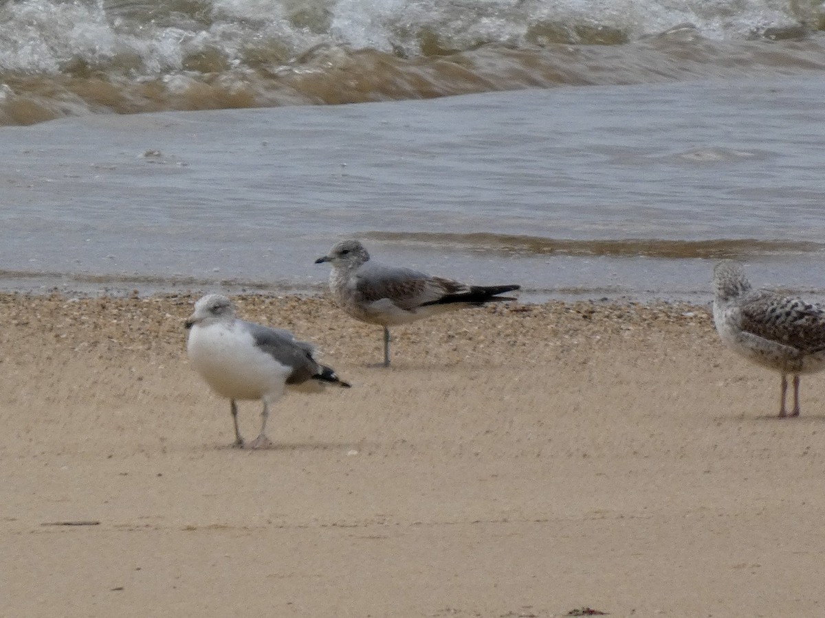 Үүлэн цахлай - ML646809449