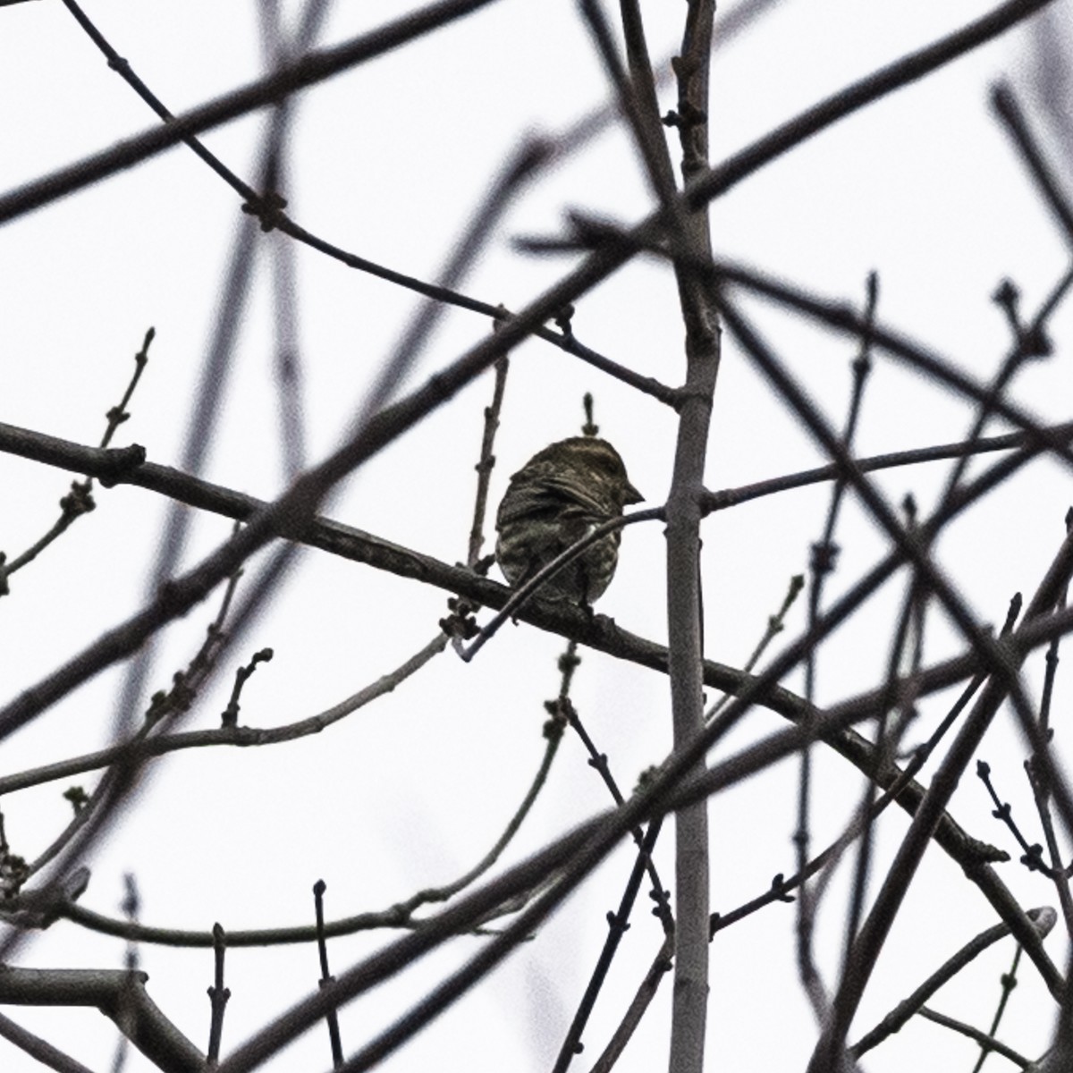 ムラサキマシコ - ML646809451