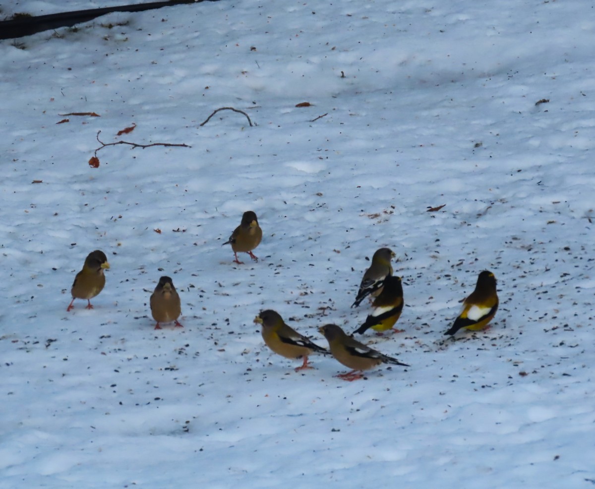 עב-מקור ערב - ML646809455