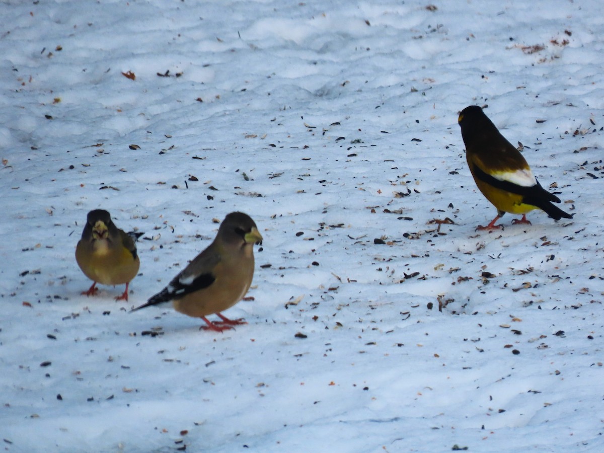 עב-מקור ערב - ML646809456