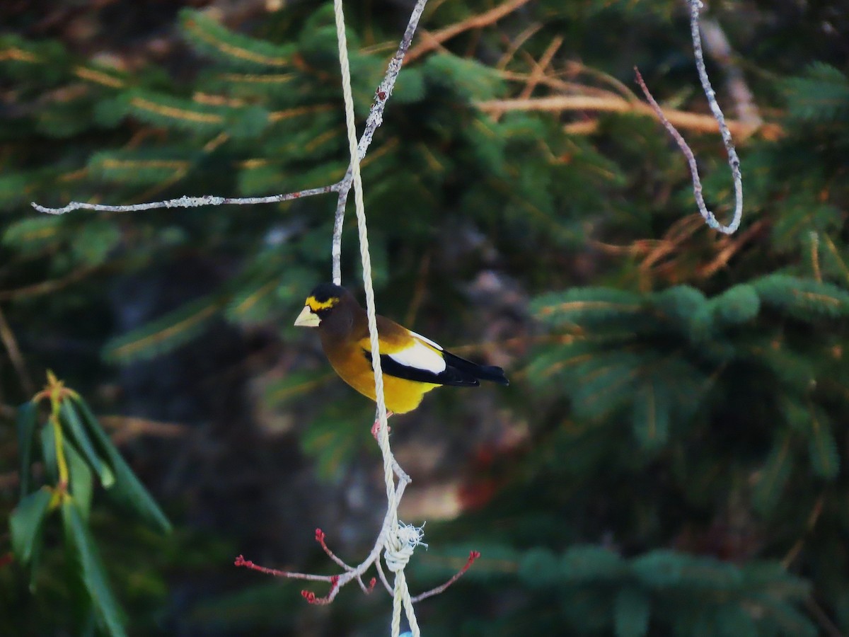 עב-מקור ערב - ML646809457