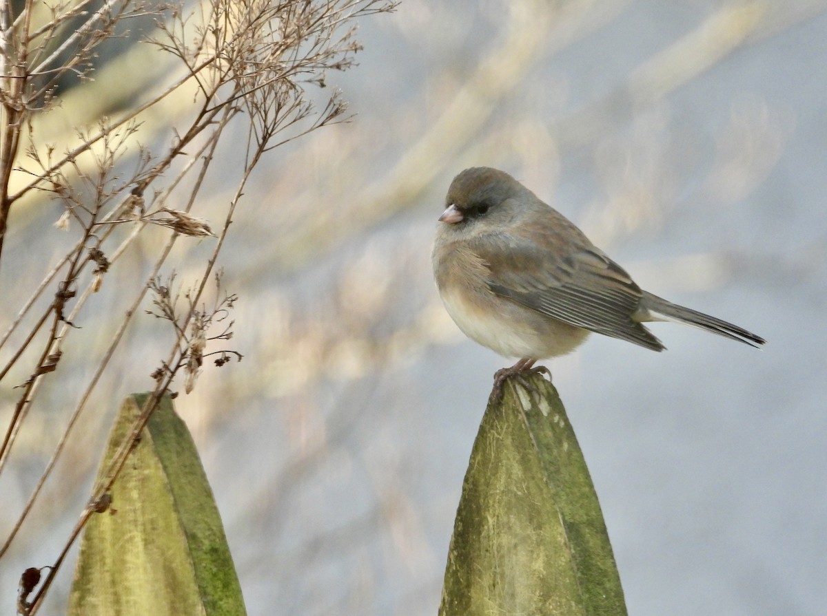 יונקו כהה-עין - ML646809459