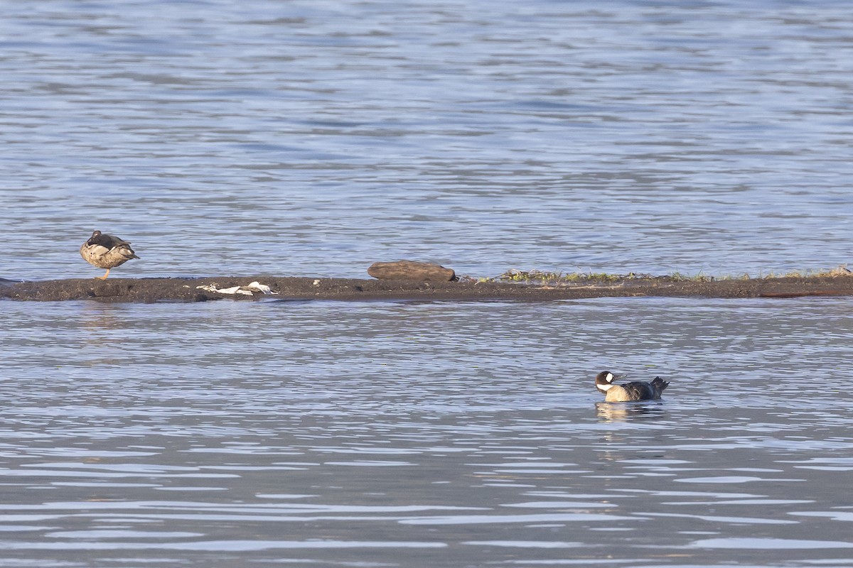 kachna bronzovokřídlá - ML646809461