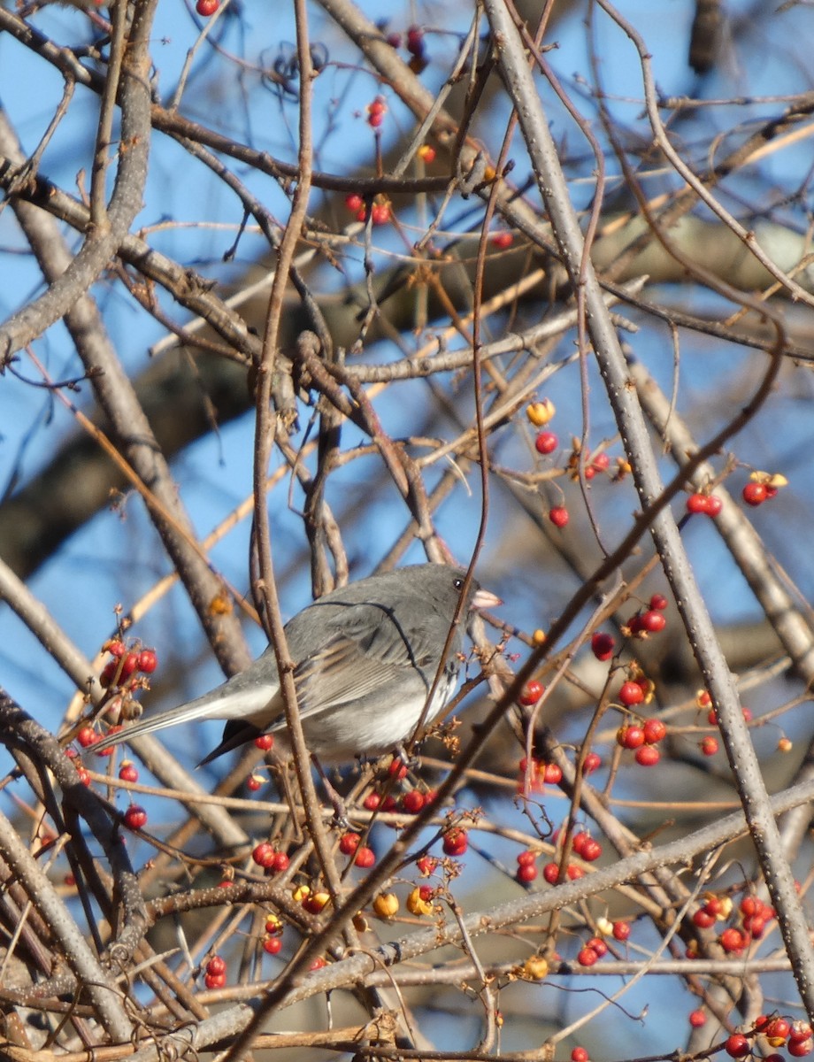 Winterammer - ML646809466