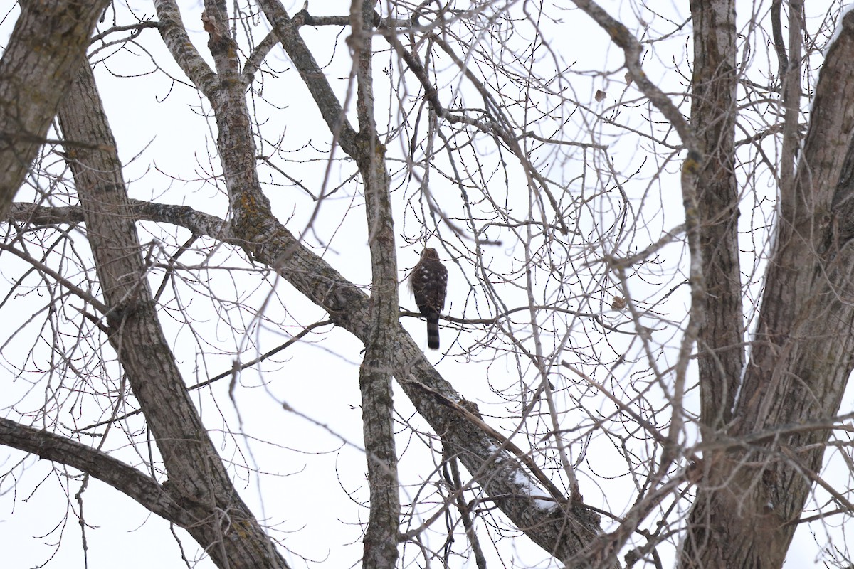 Sharp-shinned/Cooper's Hawk - ML646809469