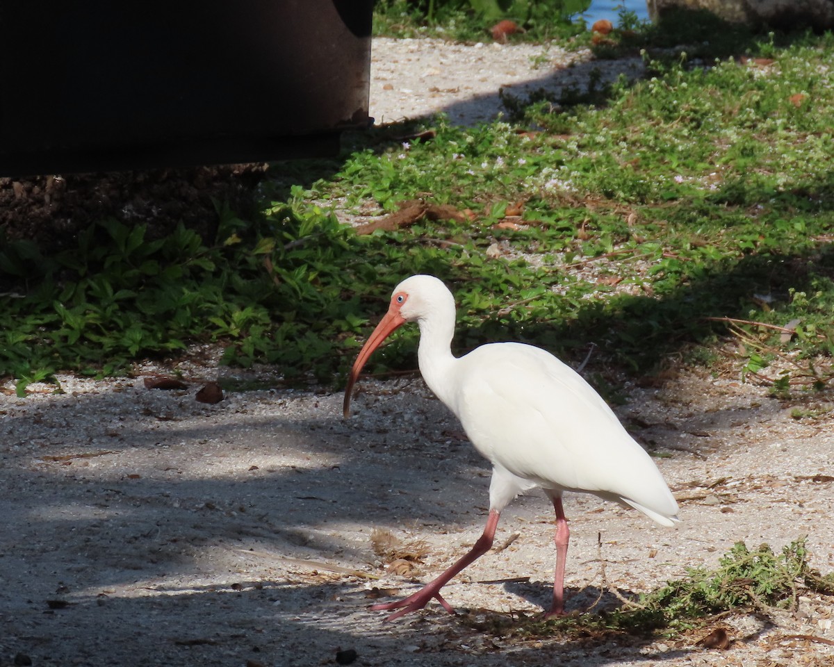 Белый ибис - ML646809474